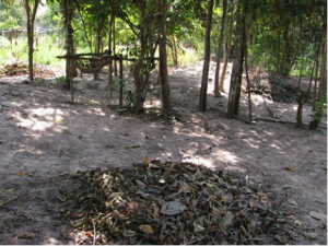 Dry leaves collected