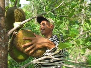 harvesting jack fruits 