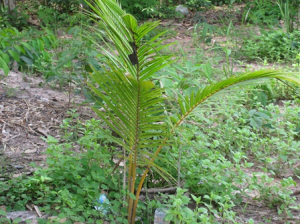 Small coconut tree