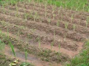 Growing lemon grass