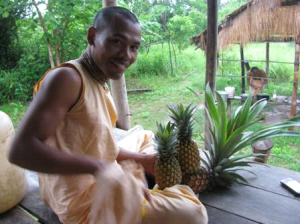 Harvest the pineapple