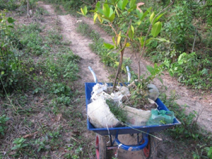 Orange and rose apples nursery ready to plant