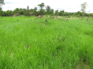 Dry rice field