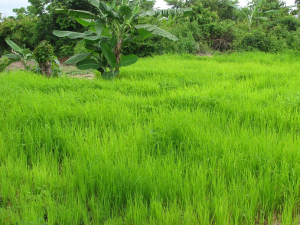 Dry rice field