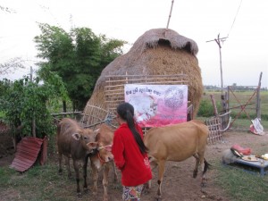 គោបូជា​ गोपूज Gopuja 