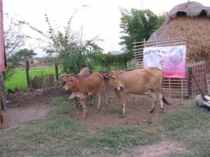 គោបូជា​ गोपूज Gopuja 