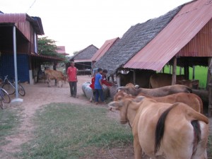 Cow in Goshala, Khmer Goshala