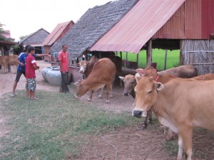 Goshala in Suvarnabhumi