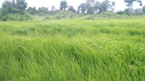 Measurement of Rice Field