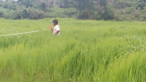 Measurement of Rice Field