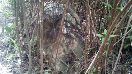 Stones Inside the Small Forest 