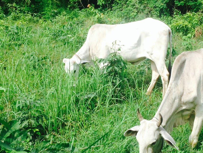 Yashodapura Eco Village – Rainy season is coming up